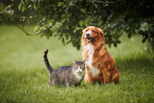 Springtime Wellness for Dogs and Cats: Boost Immunity with Fluffy Feast & Traditional Chinese Veterinary Medicine
