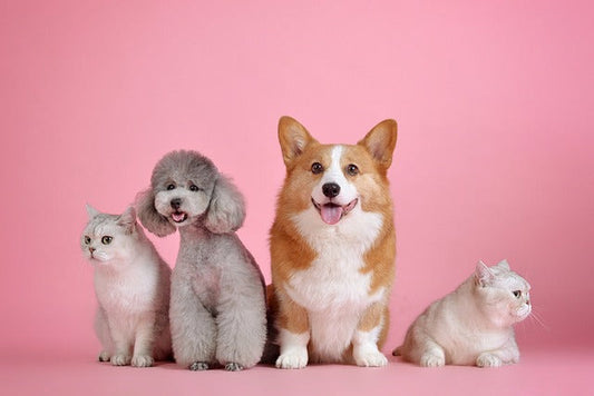 Pet Nutrition 101: A Guide to Balanced Diets for Dogs and Cats by Fluffy Feast