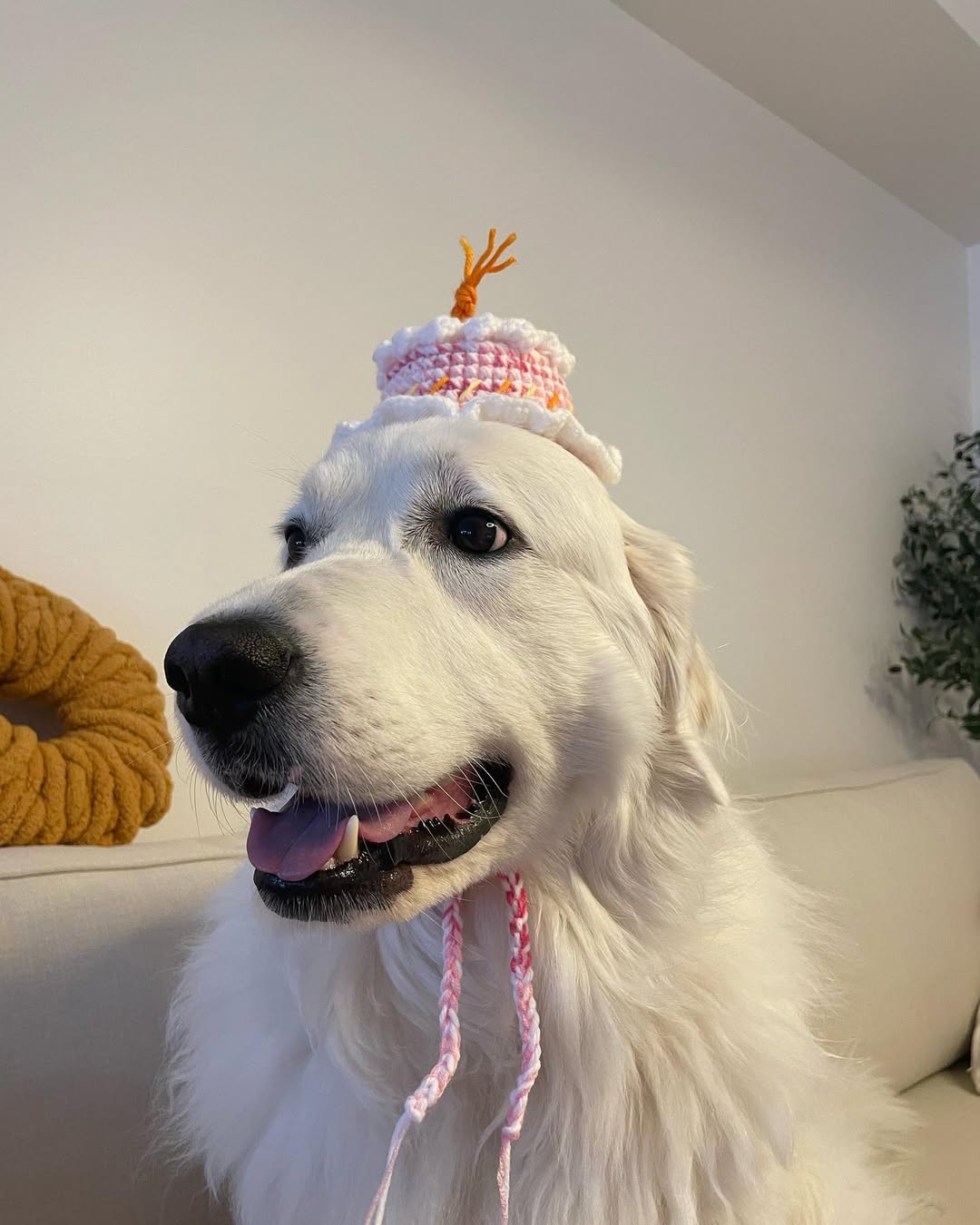 Handmade Crochet Pet Accessories – Unique, Comfortable & Stylish for Cats & Dogs
