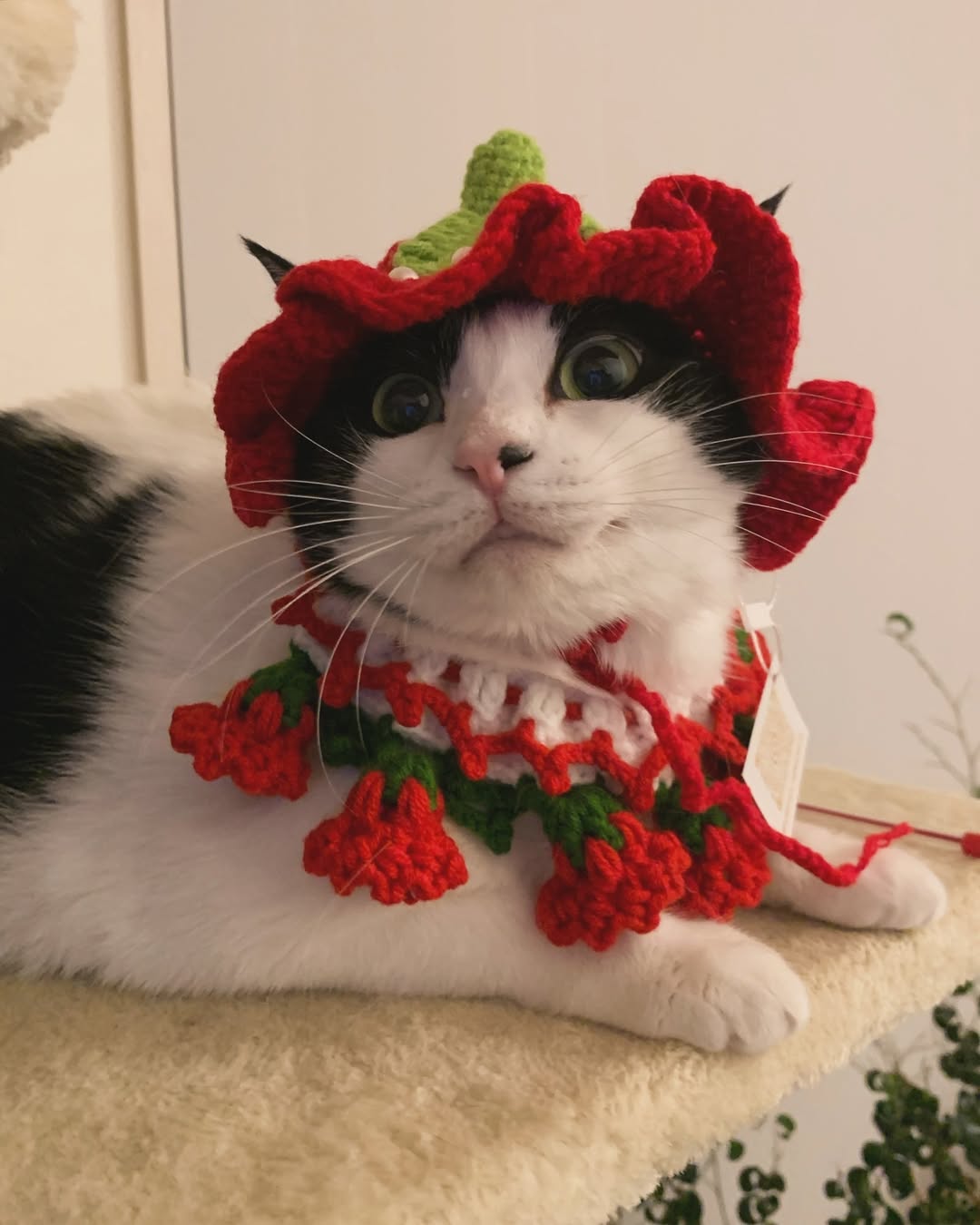 Handmade Crochet Pet Accessories – Unique, Comfortable & Stylish for Cats & Dogs