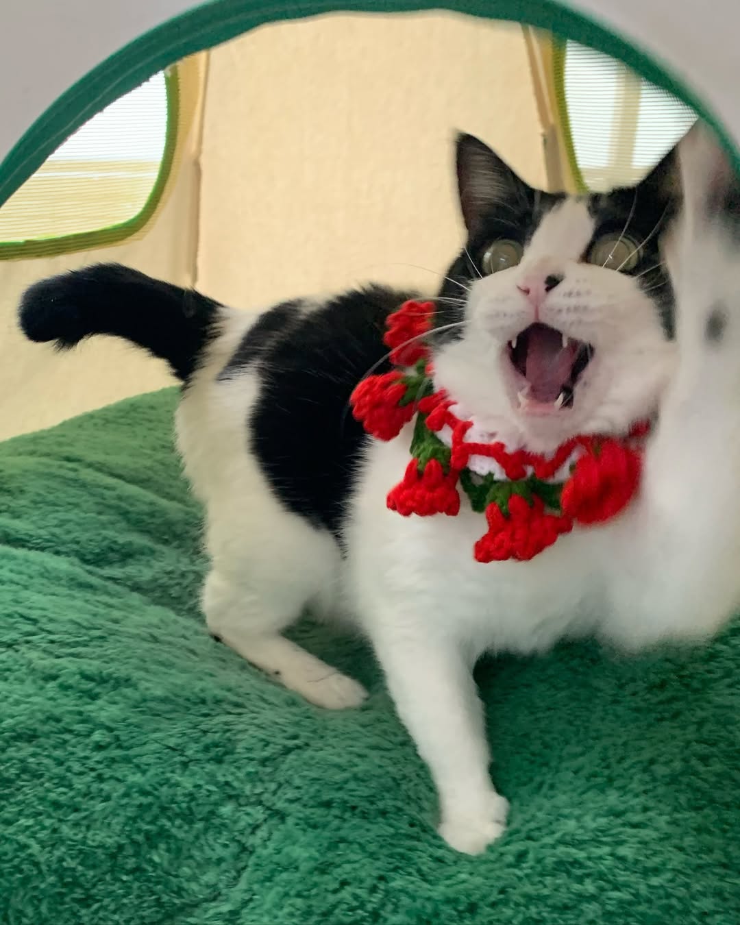 Handmade Crochet Pet Accessories – Unique, Comfortable & Stylish for Cats & Dogs