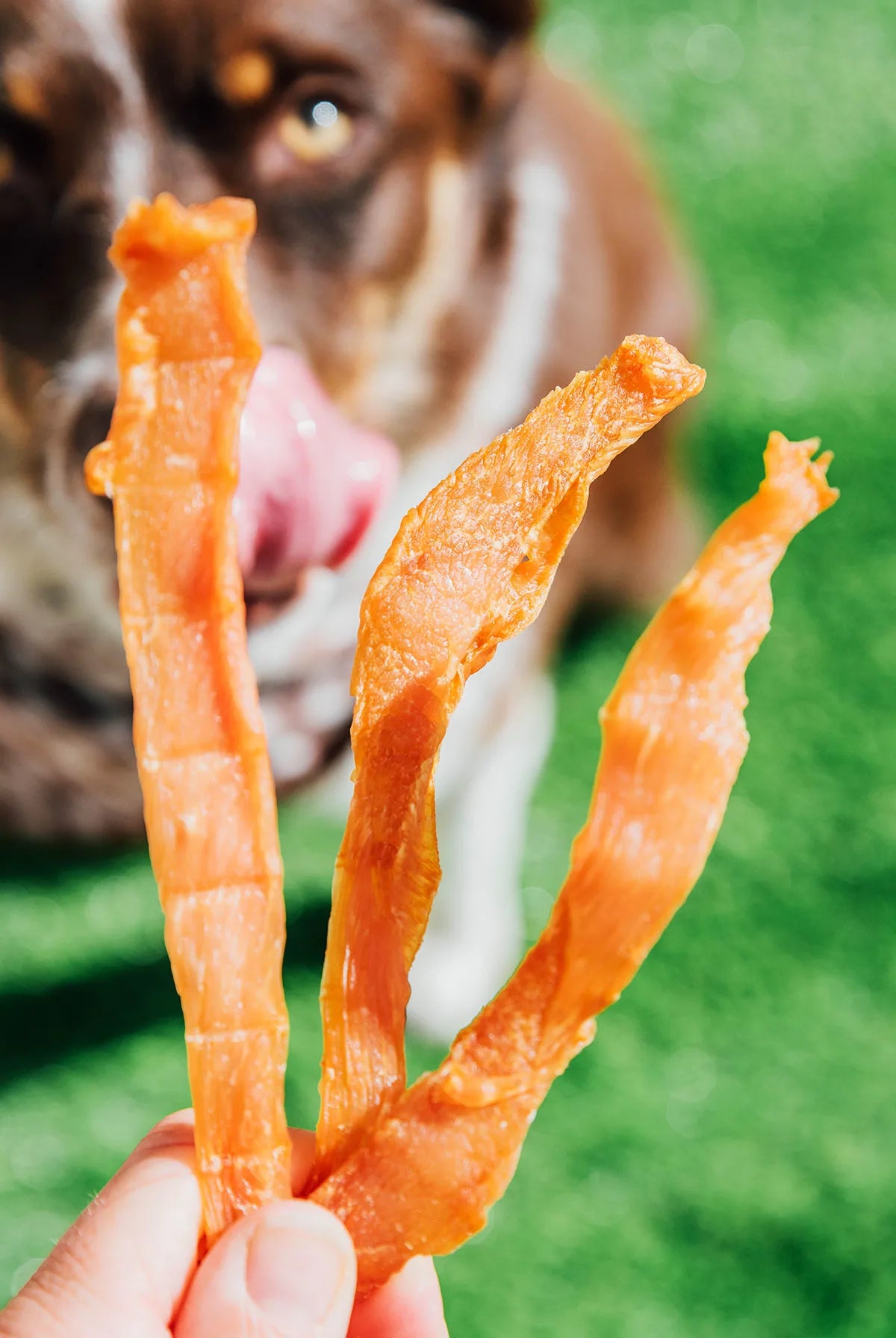 Premium Chicken Breast Jerky for Dogs & Cats – All-Natural, High-Protein, Low-Fat Dog Treats